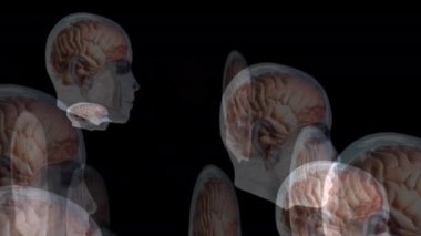 İnsan beyninin sanatsal animasyonu