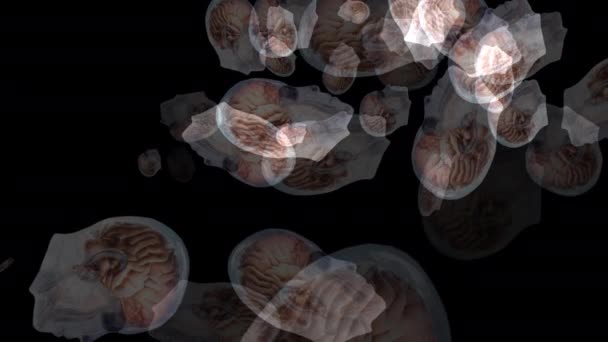 Animazione Artistica Del Cervello Umano — Video Stock