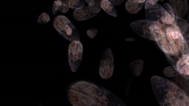 Animazione Artistica Del Cervello Umano — Video Stock