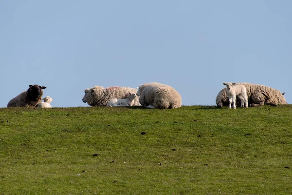 Sheep Lamb Dike Westerhever Germany — Stock Photo, Image