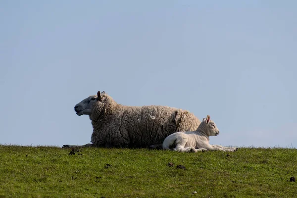 Sheep Lamb Dike Westerhever Germany — Stock Photo, Image