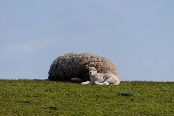 Sheep Lamb Dike Westerhever Germany — Stock Photo, Image