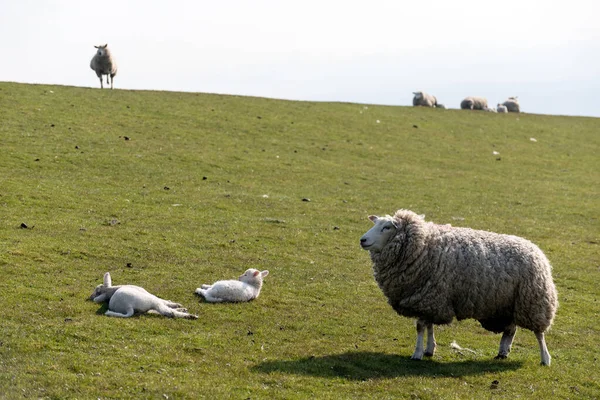 德国韦斯特休夫堤坝上的羊和羊 — 图库照片