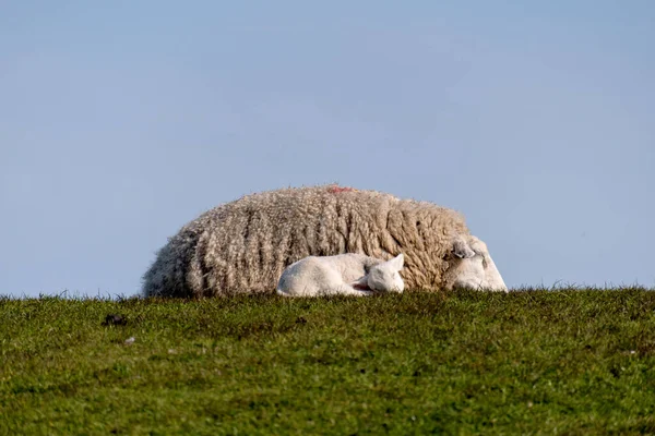 Schapen Lammeren Dijk Van Westerhever Duitsland — Stockfoto