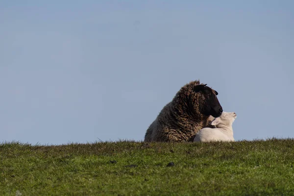 Får Och Lamm Vallen Westerhever Tyskland — Stockfoto