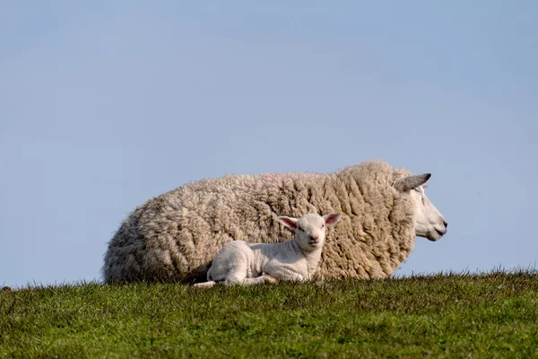 Får Och Lamm Vallen Westerhever Tyskland — Stockfoto