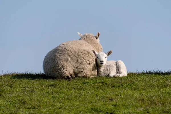Owce Jagnięta Grobli Westerhever Niemczech — Zdjęcie stockowe