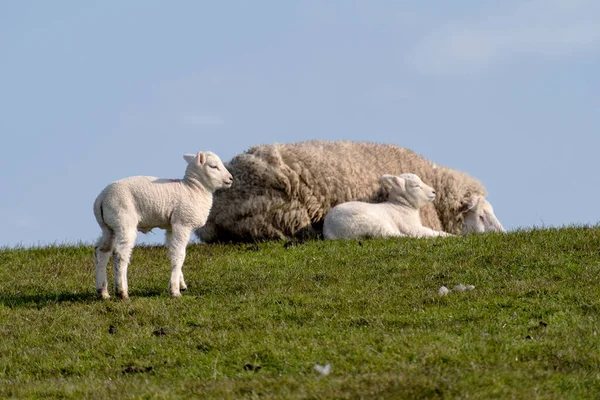 Sheep Lamb Dike Westerhever Germany — Stock Photo, Image