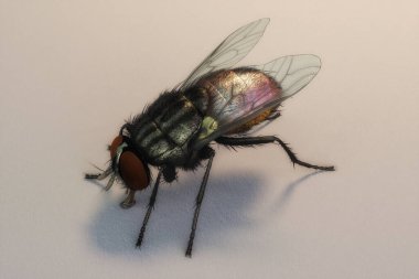 Bir sineğin sanatsal üç boyutlu çizimi