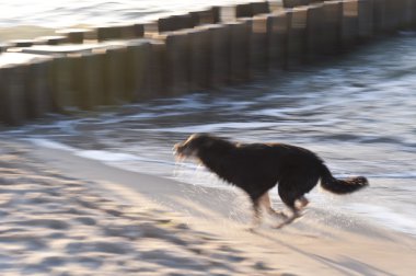 Baltık Denizi üzerinde oynayan köpek
