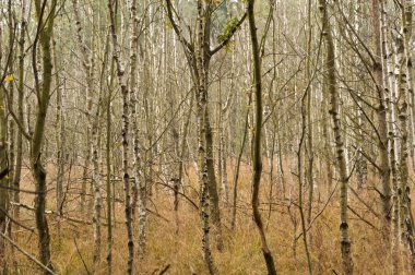 Zingst Almanya'da kıyı peyzaj