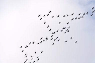 Yaygın Turna Uçuşu