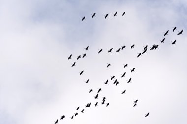 Yaygın Turna Uçuşu