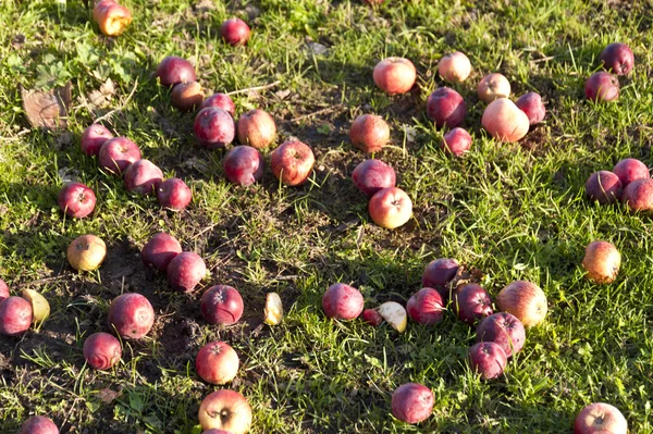 Apples lying on the grass in Autumn — Stock Photo, Image