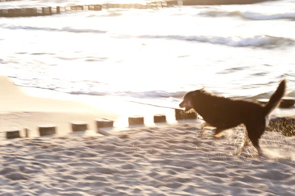 Giocare a cane sul Mar Baltico — Foto Stock