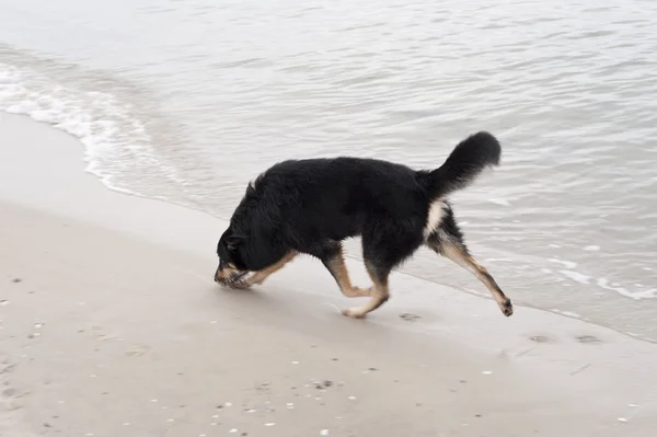 Jouer au chien sur la mer Baltique — Photo