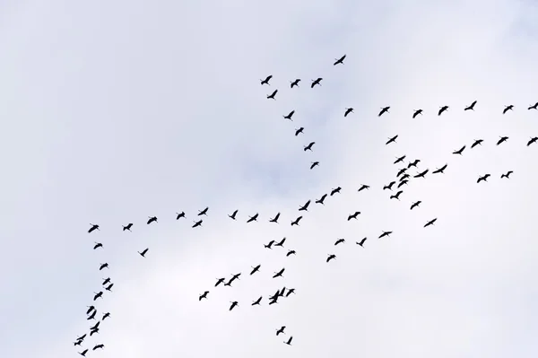 Vlucht van de gemeenschappelijke kraan — Stockfoto