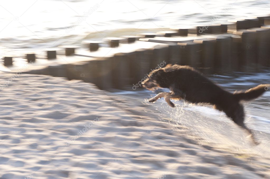 Playing Dog on the Baltic Sea