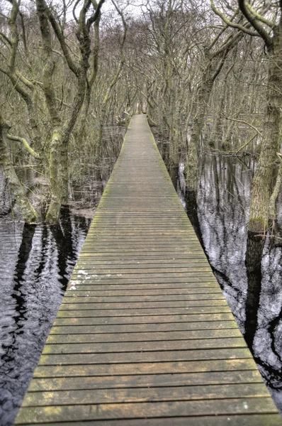 Stagno su Amrum — Foto Stock