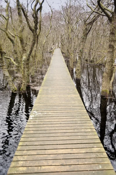 Pond on Amrum — Stock Photo, Image