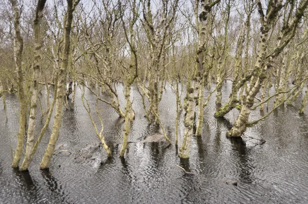 Amrum üzerinde gölet — Stok fotoğraf