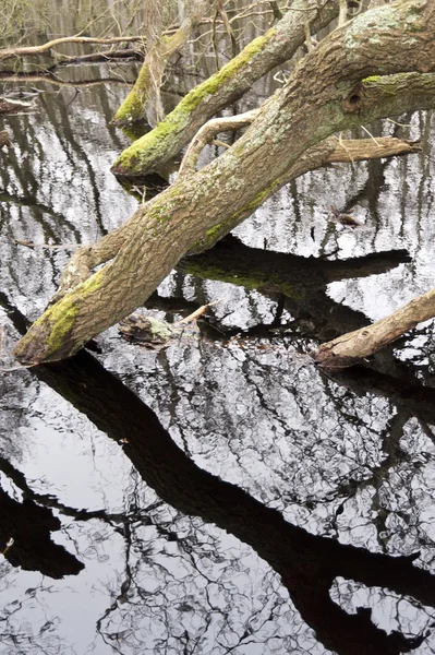 Pond on Amrum — Stock Photo, Image