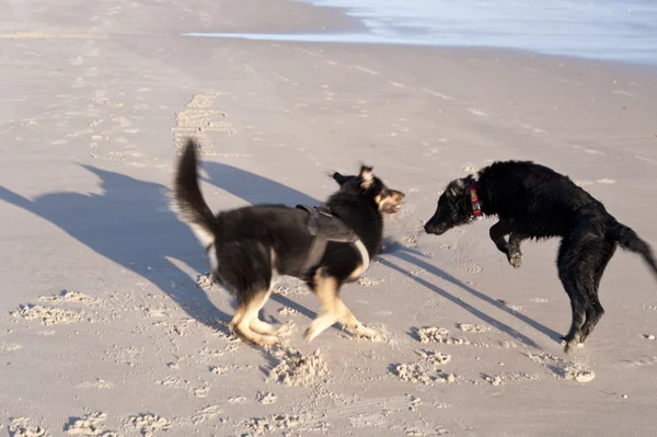 Perro en una playa — Foto de Stock