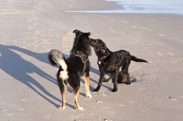 Cane su una spiaggia — Foto Stock