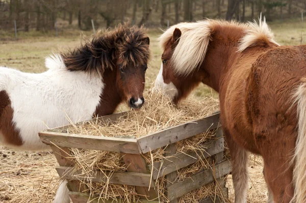 Paarden — Stockfoto