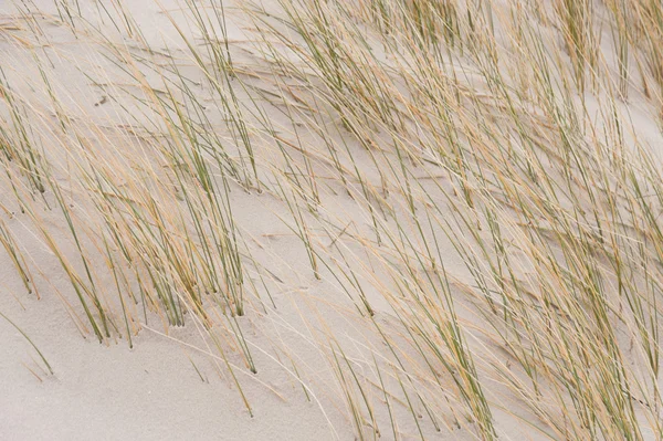 Dunas em Amrum — Fotografia de Stock