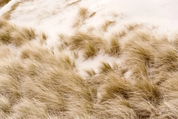 Dunes Amrum üzerinde — Stok fotoğraf