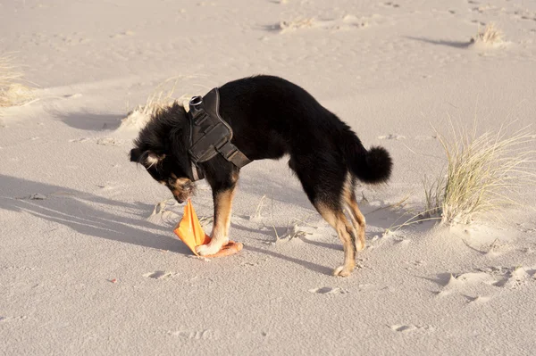 Perro en una playa —  Fotos de Stock