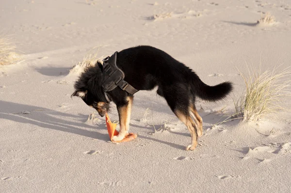 Kumsaldaki köpek. — Stok fotoğraf