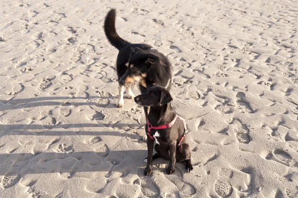 Cane su una spiaggia — Foto Stock