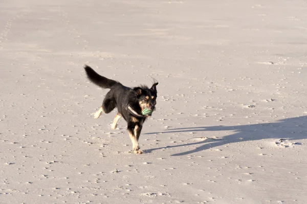 Hond op een strand — Stockfoto