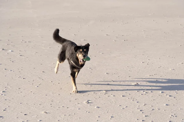 Chien sur une plage — Photo