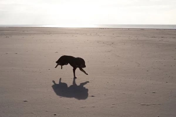 Cão em uma praia — Fotografia de Stock