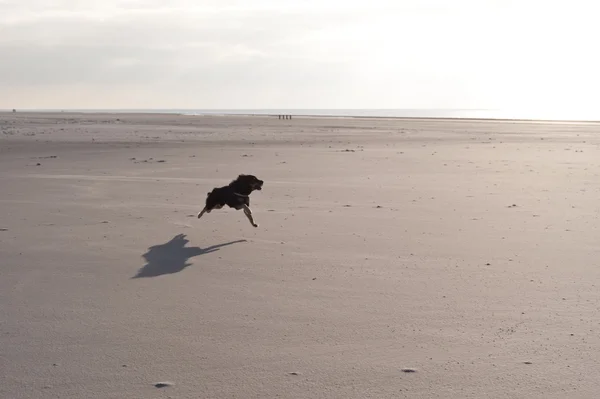 Cão em uma praia — Fotografia de Stock