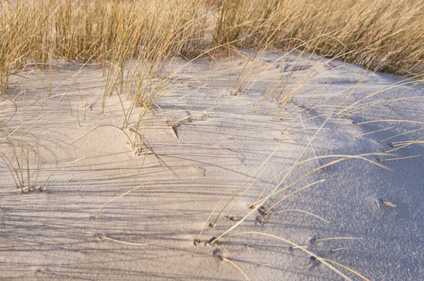 Дюны на Амруме — стоковое фото
