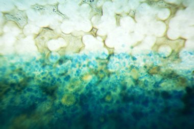 Mikroskop altında bir akik dilim