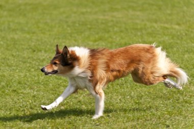 köpek yarışı