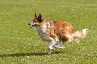 köpek yarışı