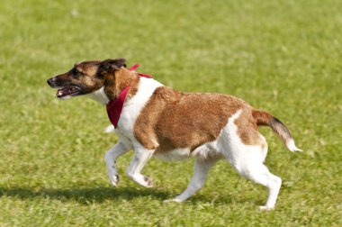 köpek yarışı