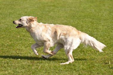 köpek yarışı