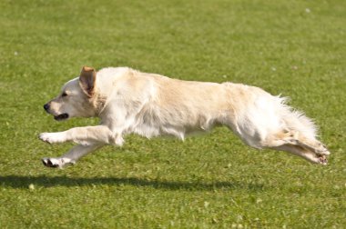 köpek yarışı