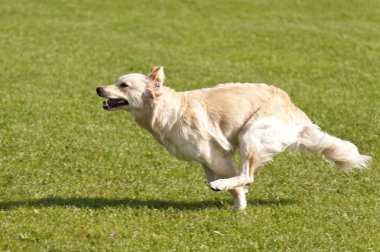 köpek yarışı