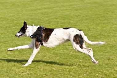 köpek yarışı