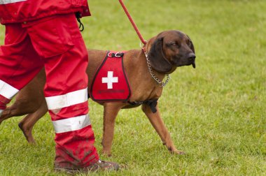 Training of a Rescue Dog Squadron clipart