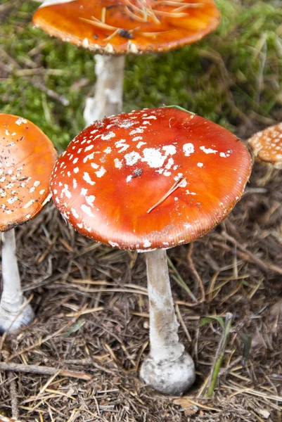 Amanita muskaria — Zdjęcie stockowe