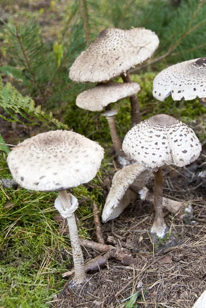 Makrolepiota procera — Stock fotografie